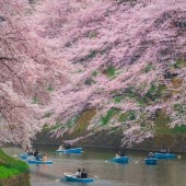 Dự báo lịch hoa anh đào nở năm 2022 tại Nhật Bản